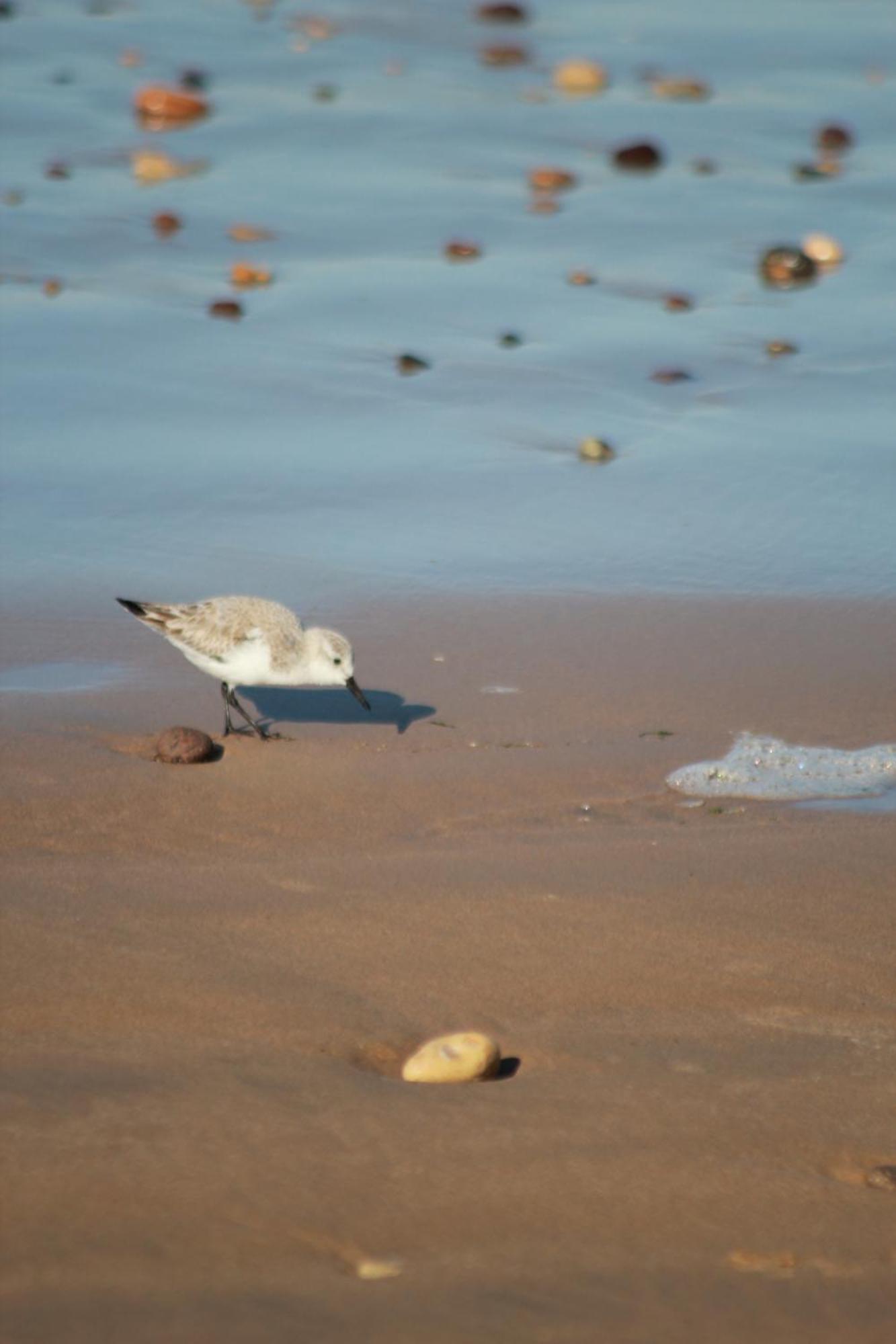 La Maison Des Vagues Sidi Kaouki Exteriör bild